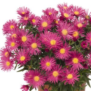 Aster-Island-Bahamas