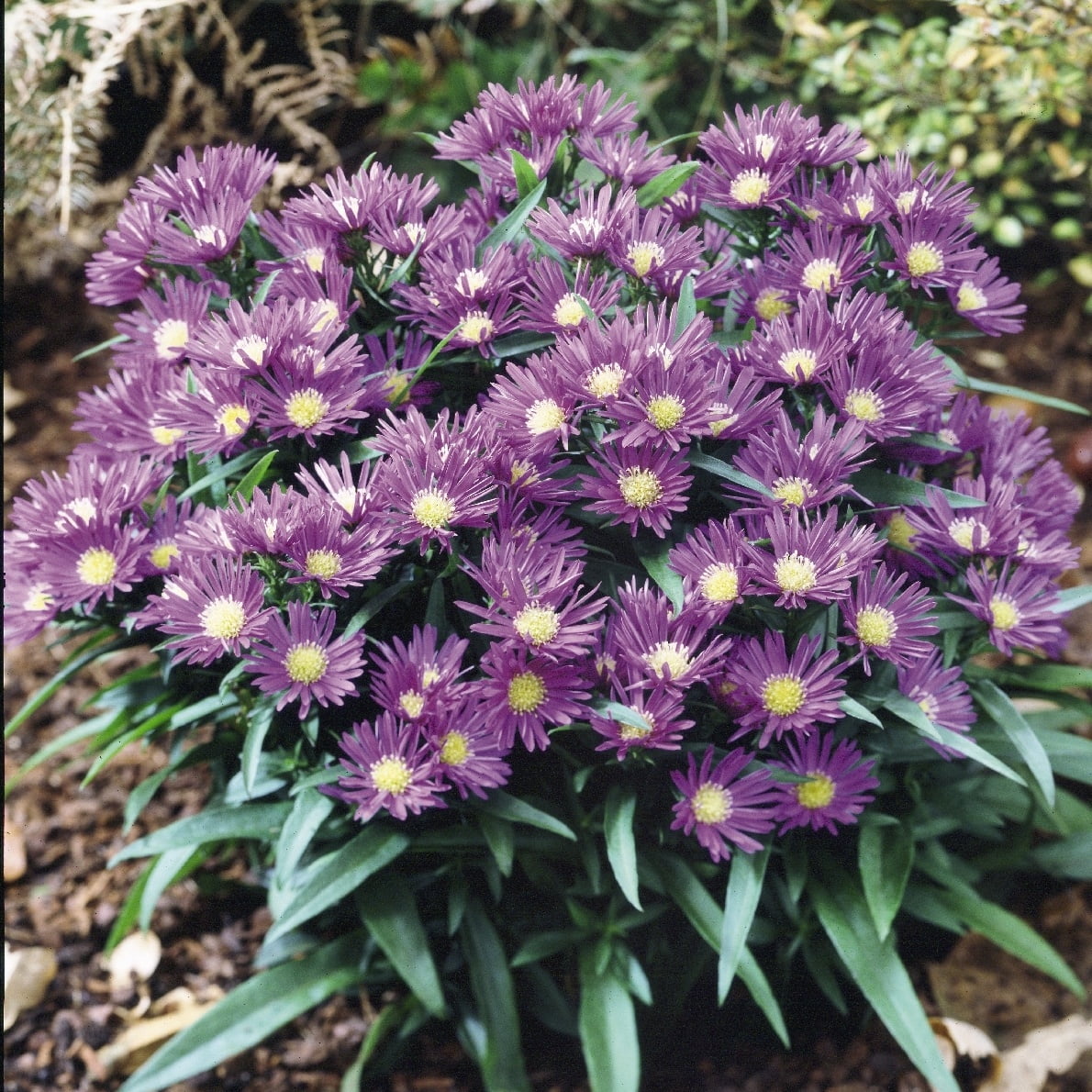 Aster Island Samoa Aster Island Samoa