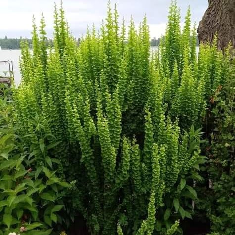 Berberys Erecta Berberys-Erecta