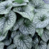 Brunnera Alexander's Great
