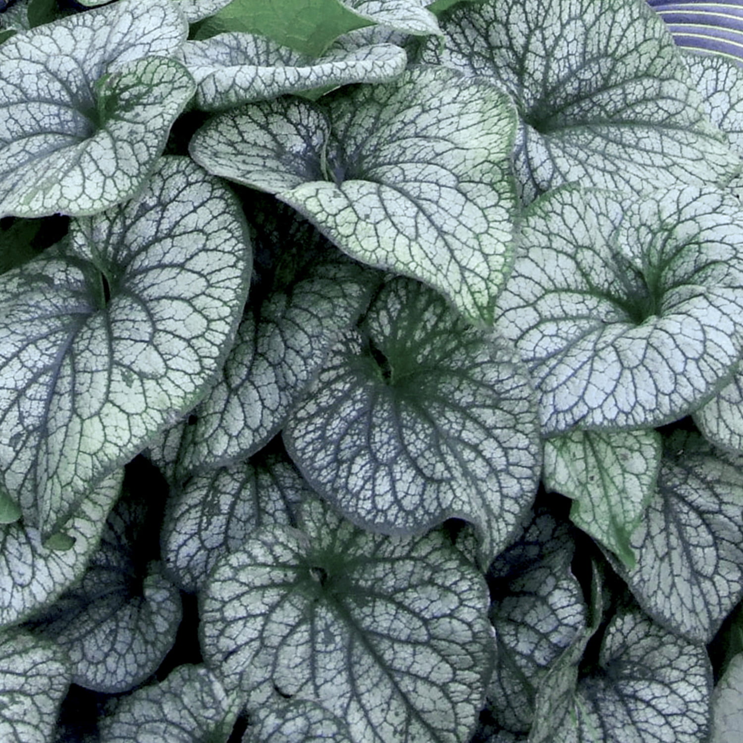 Brunnera Alexander_s Great Brunnera Alexander's Great