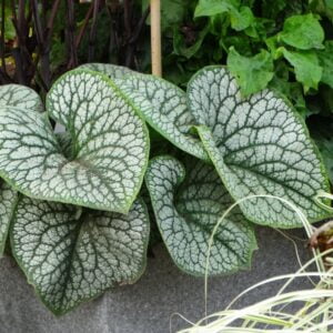 Brunnera Sea Heart