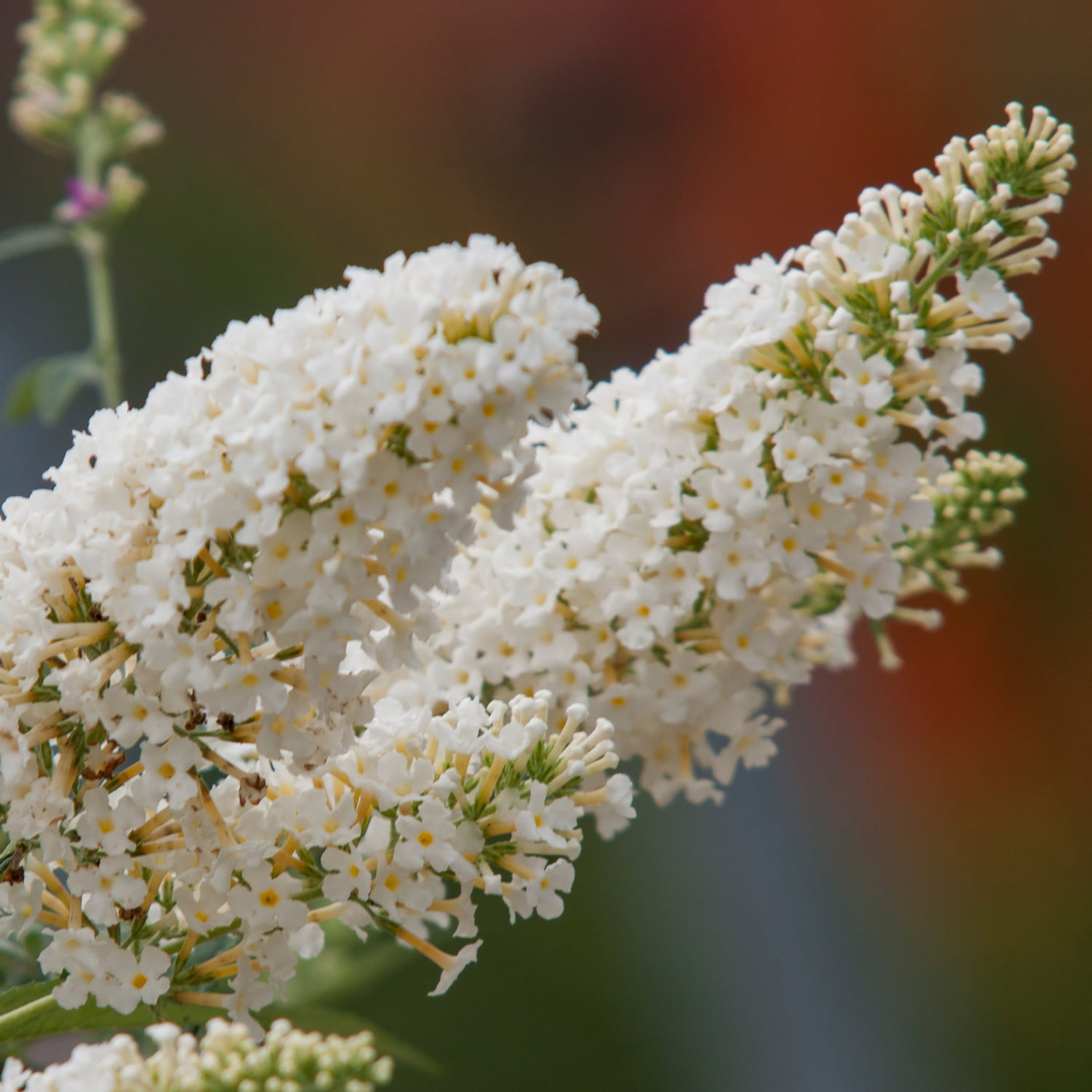 Budleja Dreaming White Budleja Dreaming White