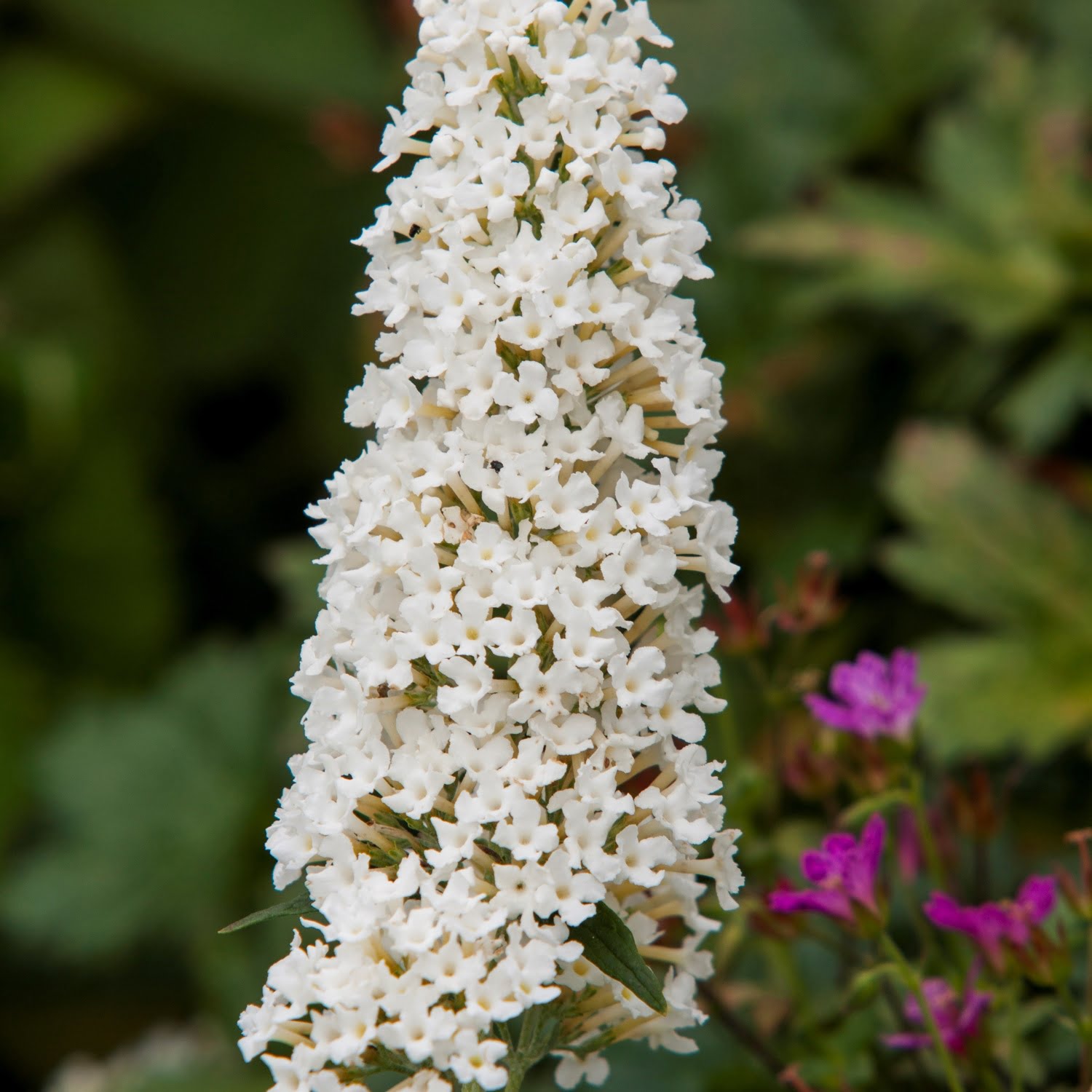 Budleja Dreaming White Budleja Dreaming White
