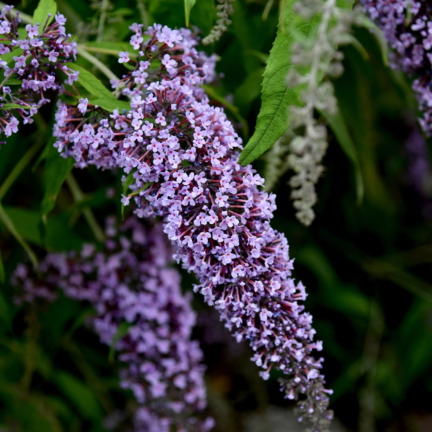 Budleja Wisteria Lane Budleja Wisteria Lane