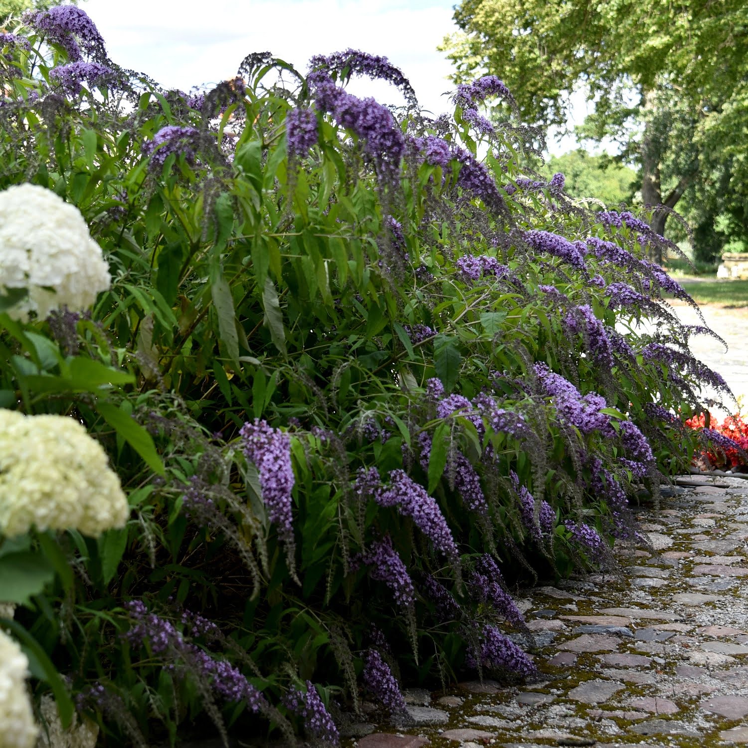 Budleja Wisteria Lane Budleja Wisteria Lane