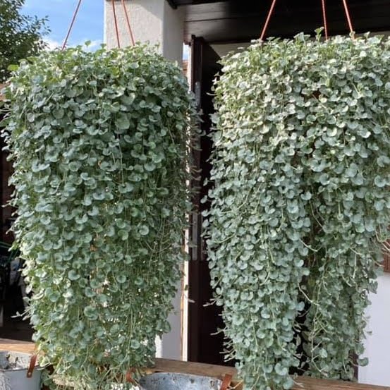 Dichondra Silver Falls Dichondra Silver Falls