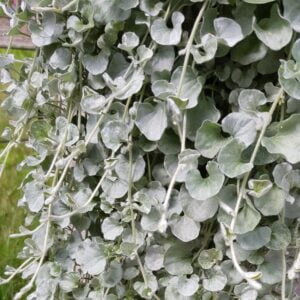 Dichondra Silver Falls