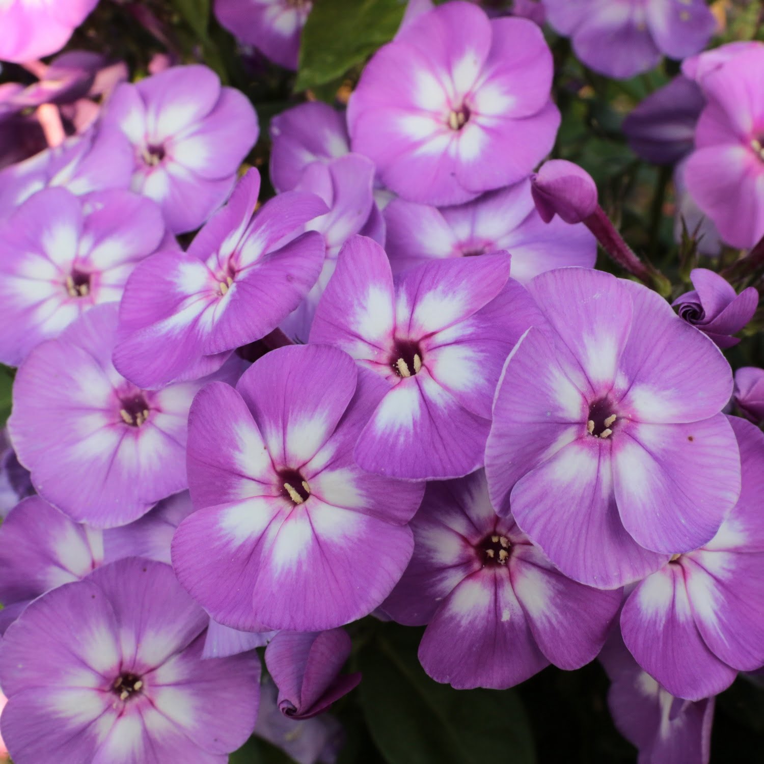 Floks Phlox Flame Lilac