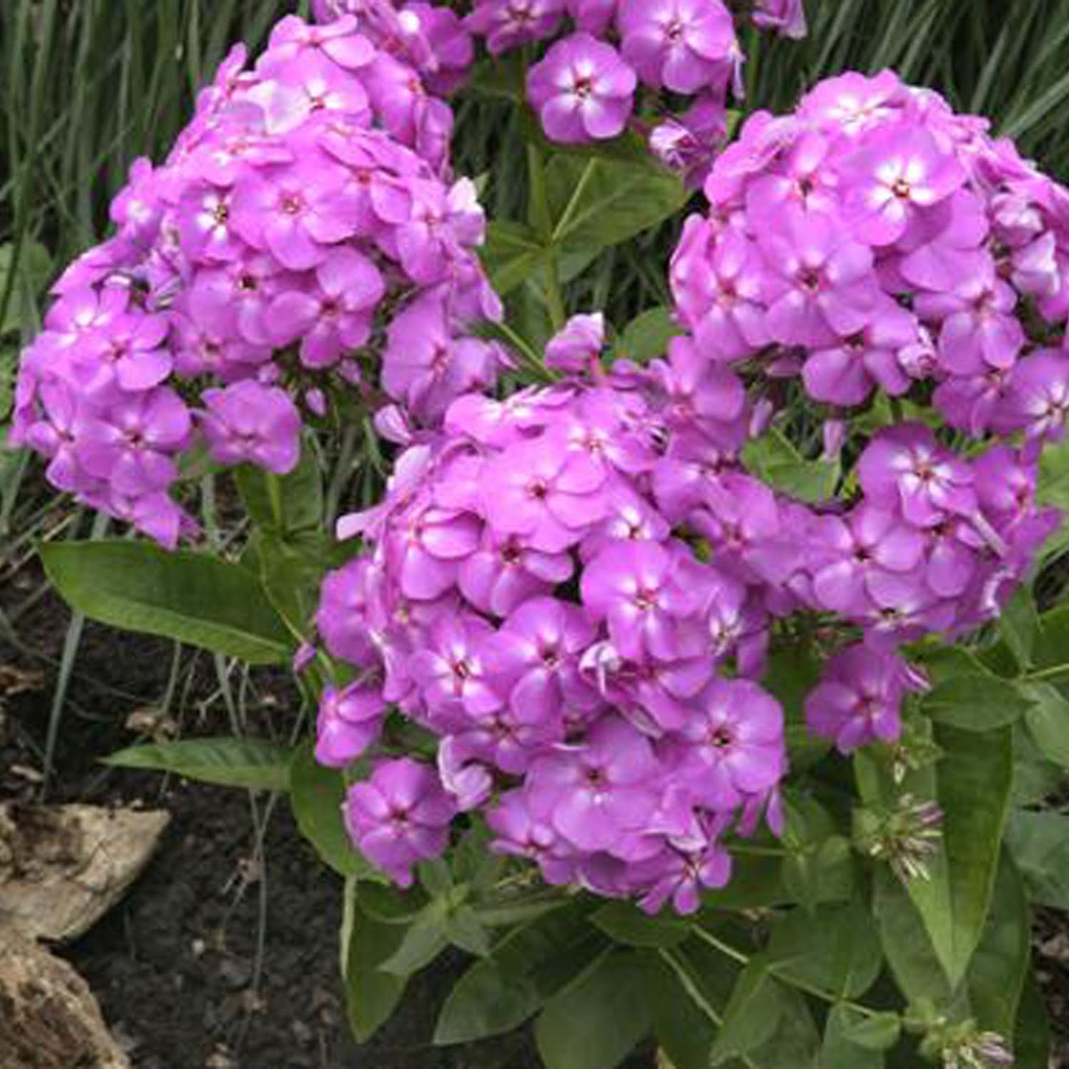 Floks Phlox Flame Lilac Floks Phlox Flame Lilac