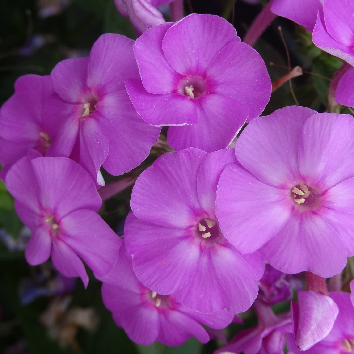 Floks Phlox Flame Lilac