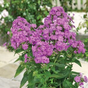 Floks Phlox Flame Lilac