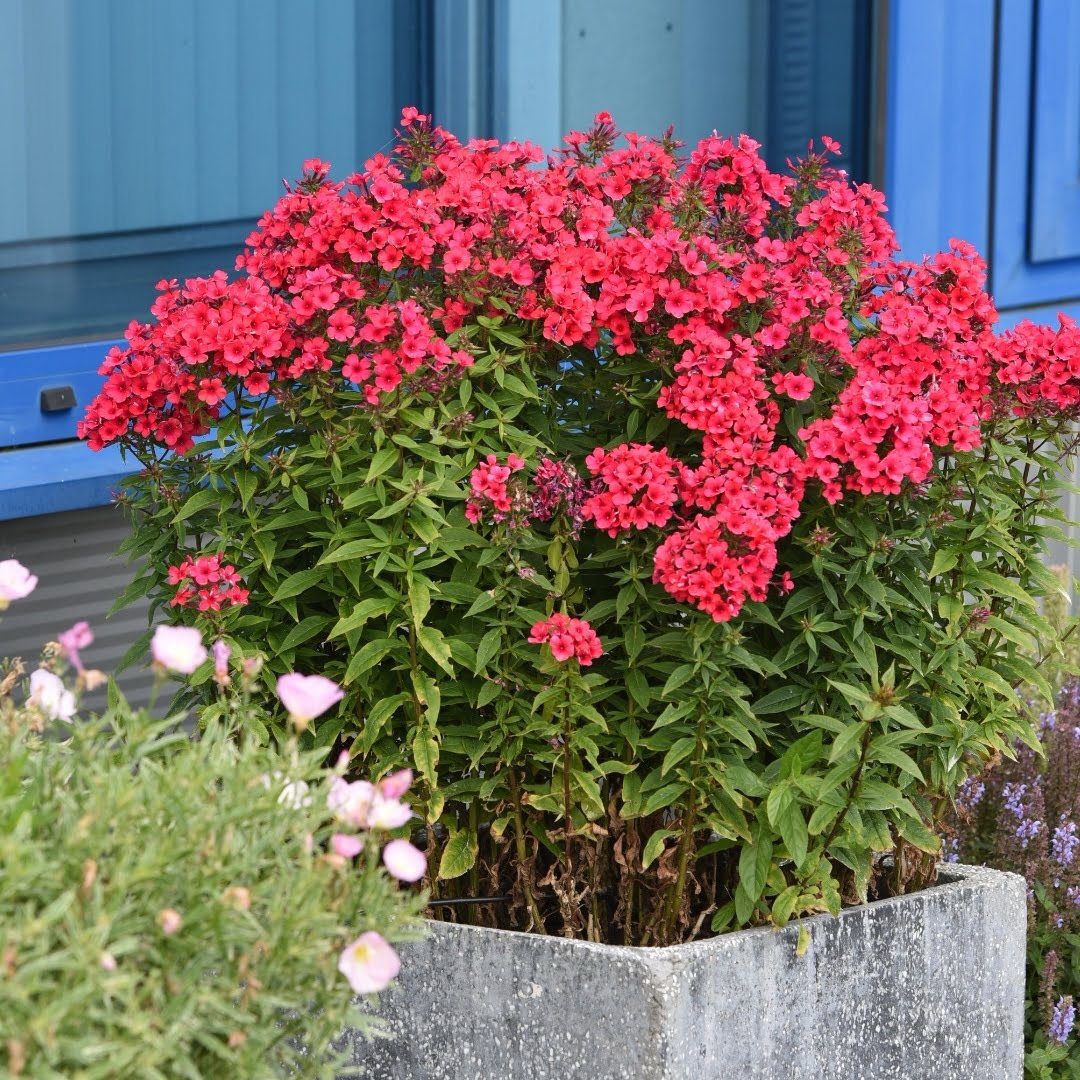 Floks Phlox Flame Red Floks Phlox Flame Red