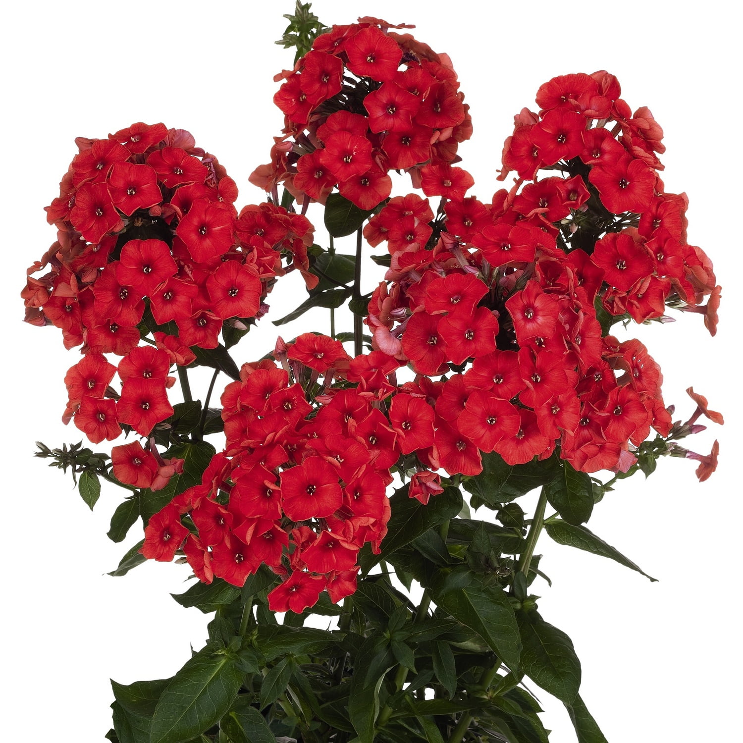 Floks Phlox Flame Red Floks Phlox Flame Red