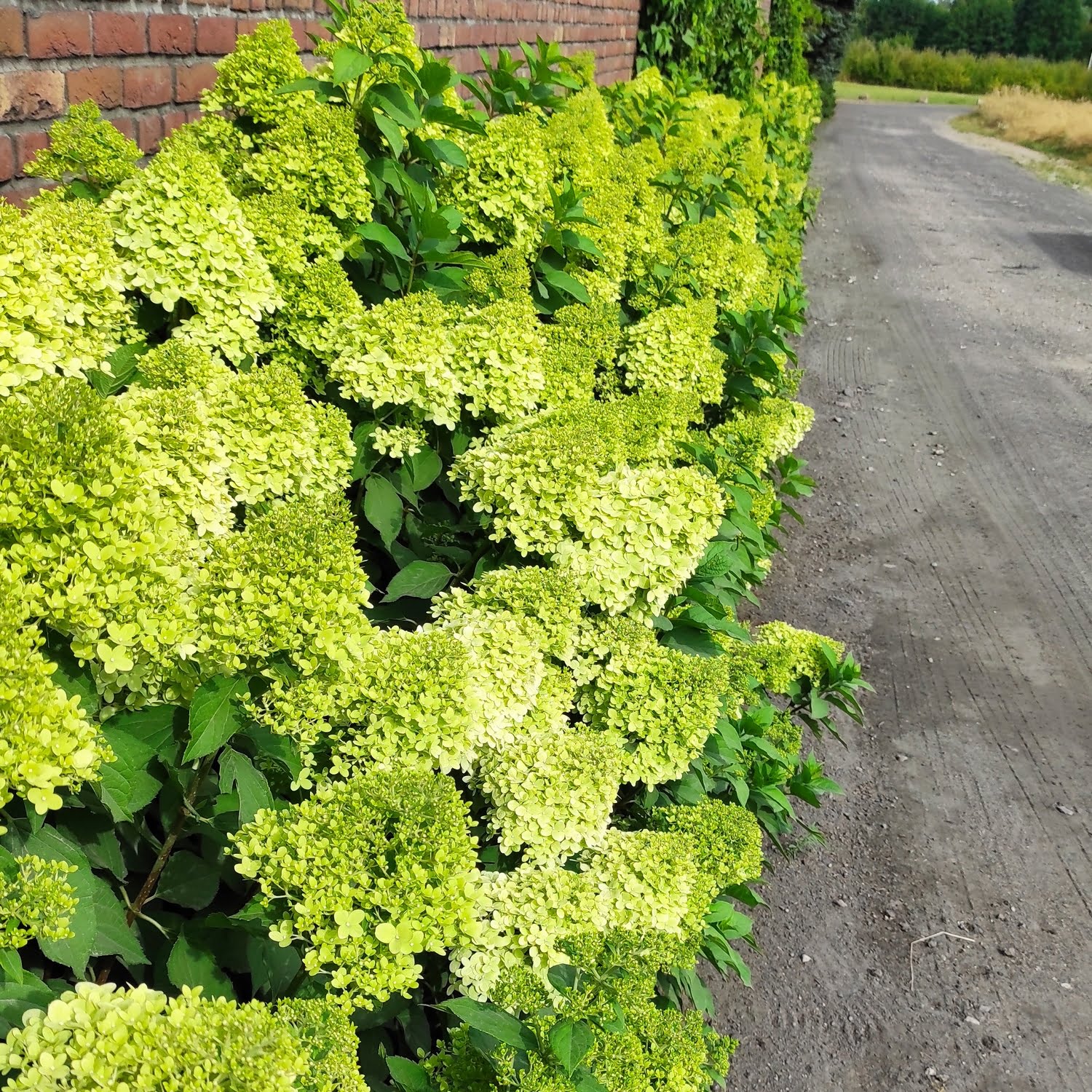 Hortensja Limelight Hortensja Limelight