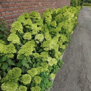 Hortensja Limelight