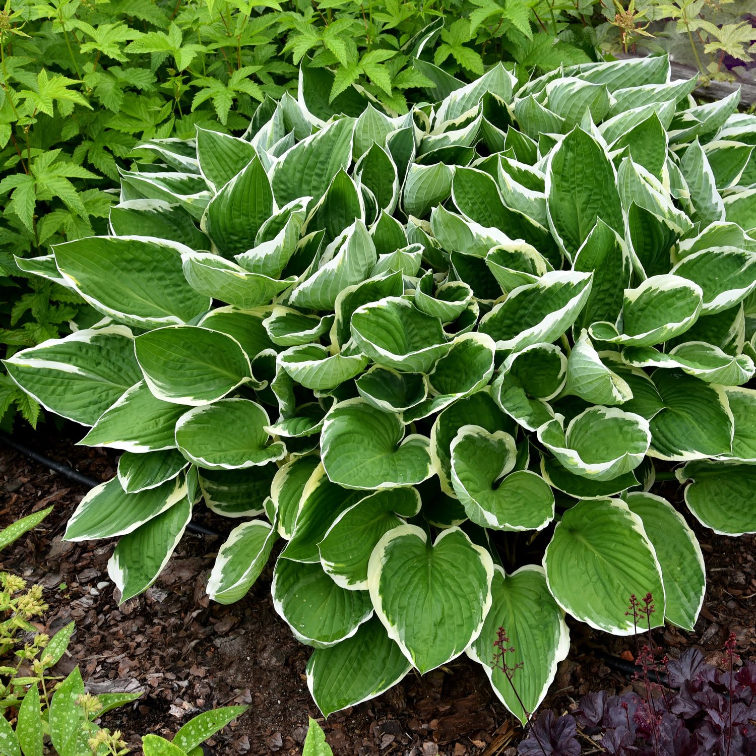 Hosta Francee Hosta Francee