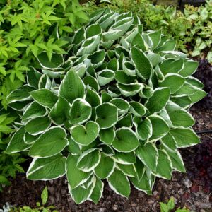 Hosta Francee