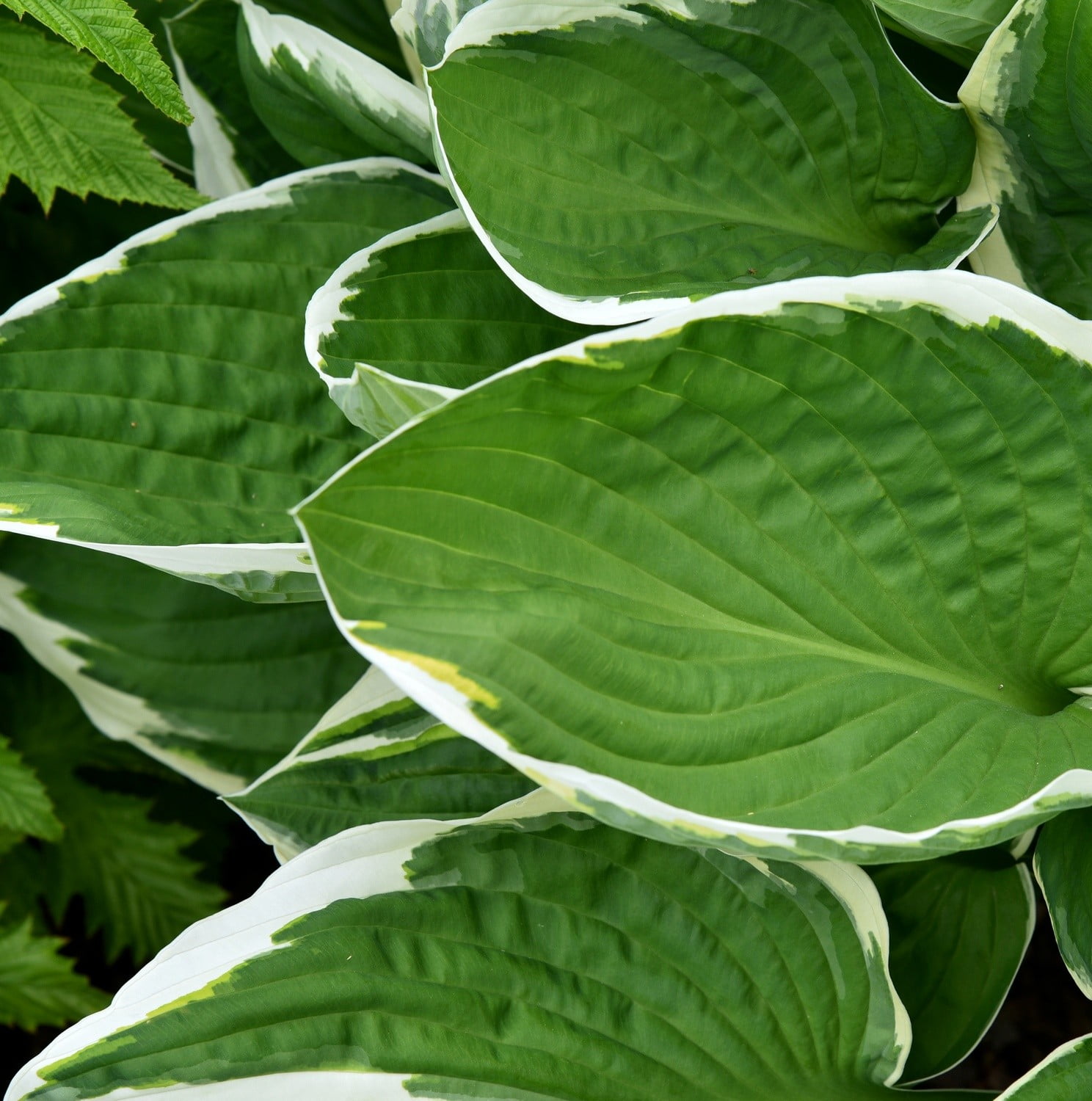 Hosta Francee Hosta Francee