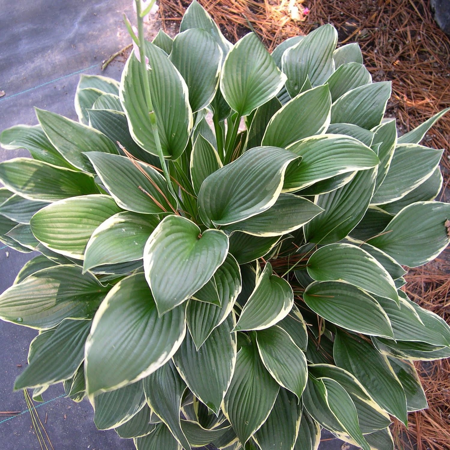 Hosta Francee Hosta Francee