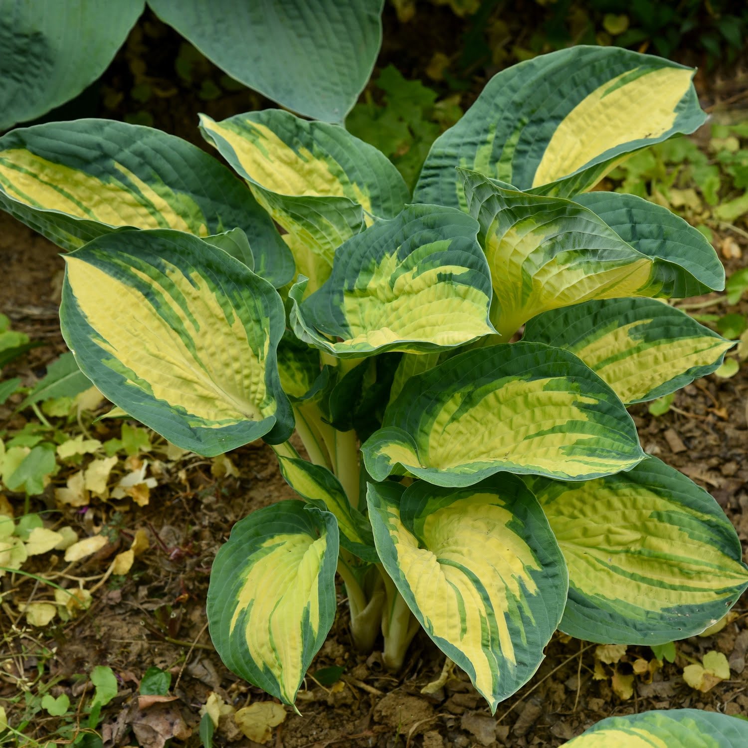 Hosta Great Expectations Hosta Great Expectations