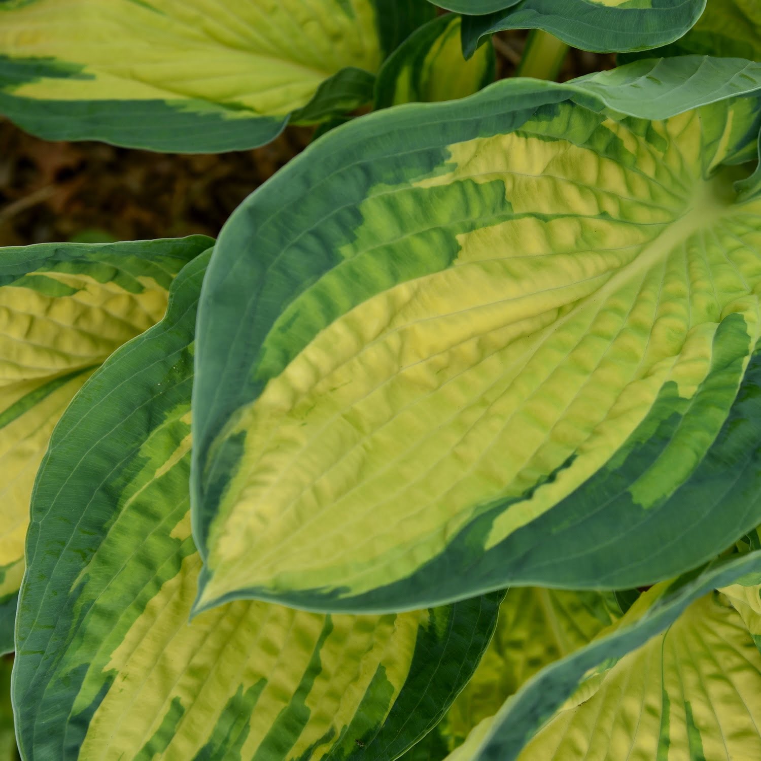 Hosta Great Expectations Hosta Great Expectations