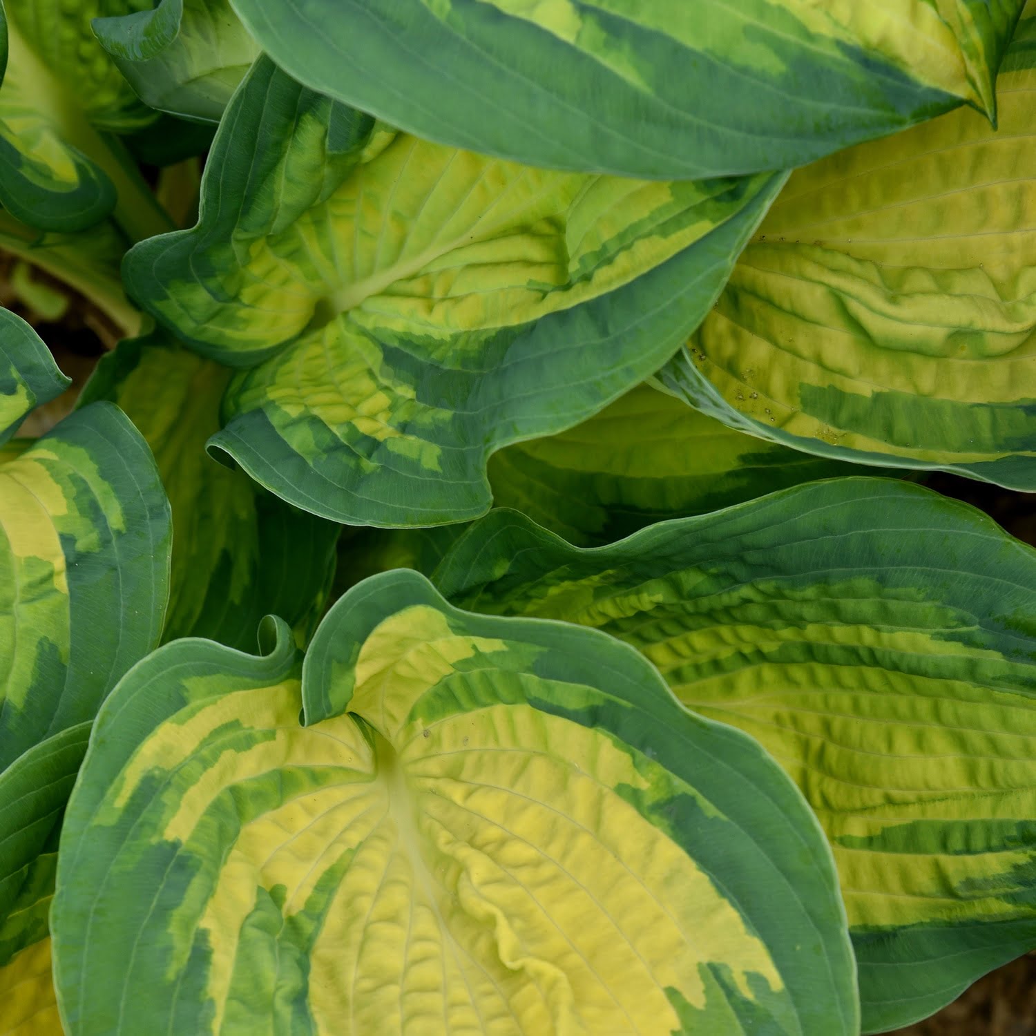 Hosta Great Expectations Hosta Great Expectations