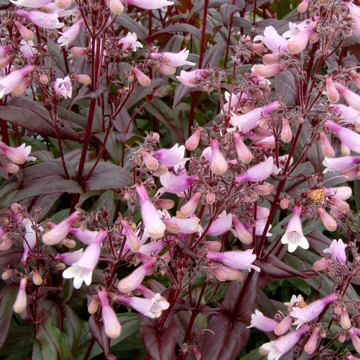 Penstemon Dark Towers Penstemon Dark Towers