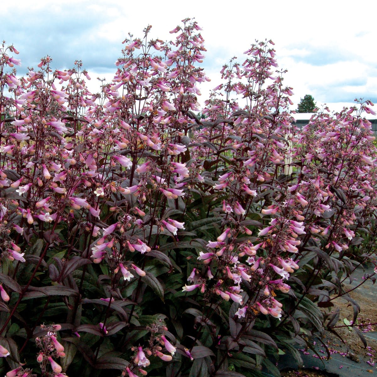 Penstemon Dark Towers Penstemon Dark Towers