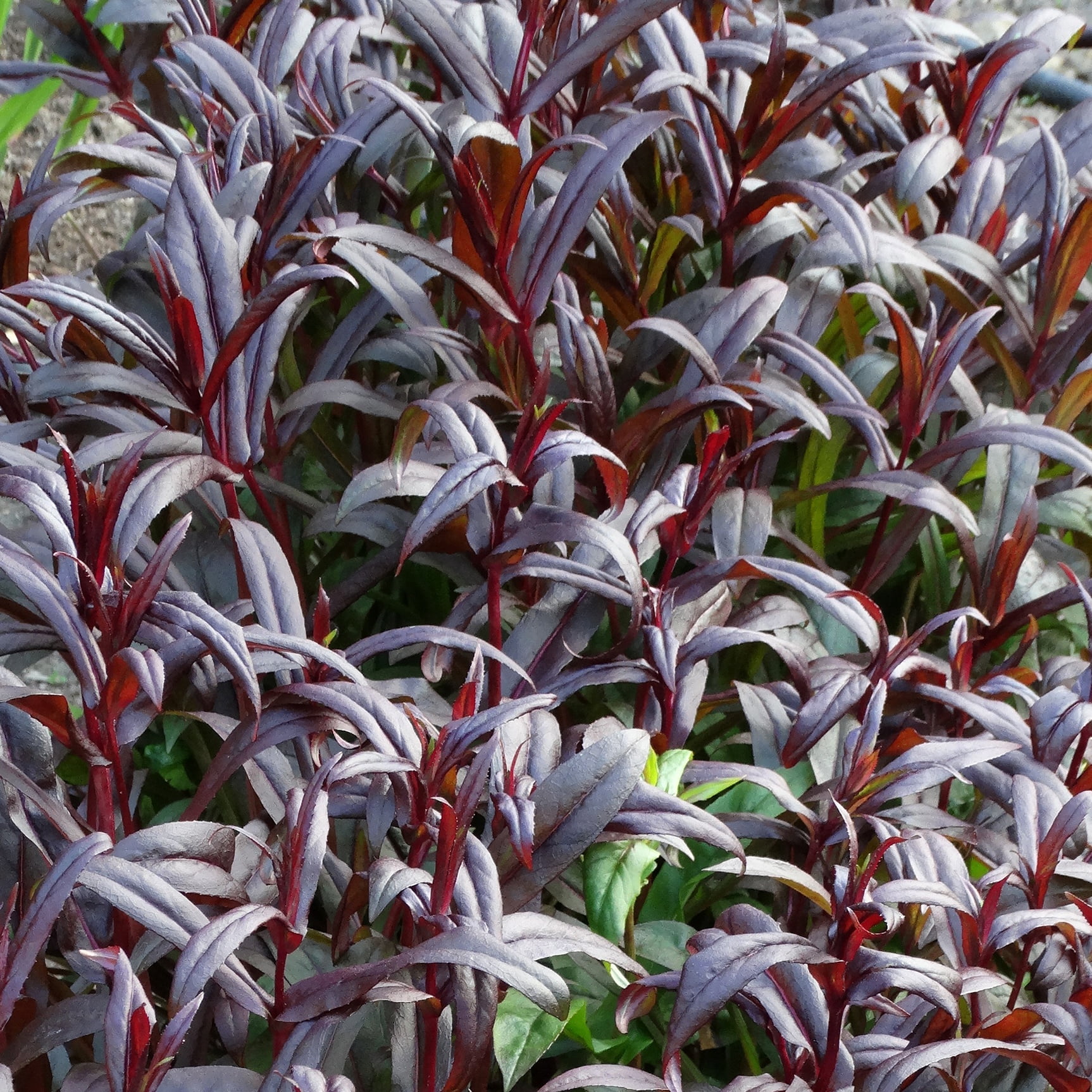Penstemon Dark Towers Penstemon Dark Towers