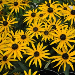 Rudbeckia Forever Gold