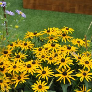 Rudbeckia Forever Gold