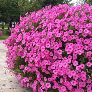 Supertunia Vista Bubblegum