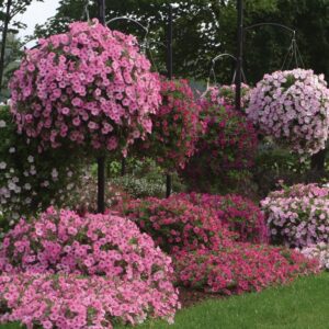 Supertunia Vista Bubblegum