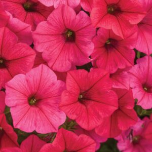 Supertunia Vista Paradise