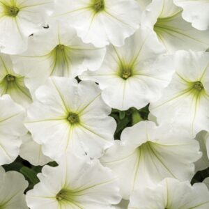 Supertunia Vista Snowdrift