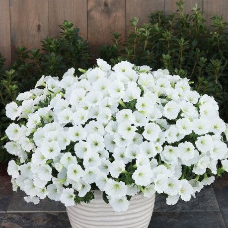 Supertunia Vista Snowdrift Supertunia Vista Snowdrift