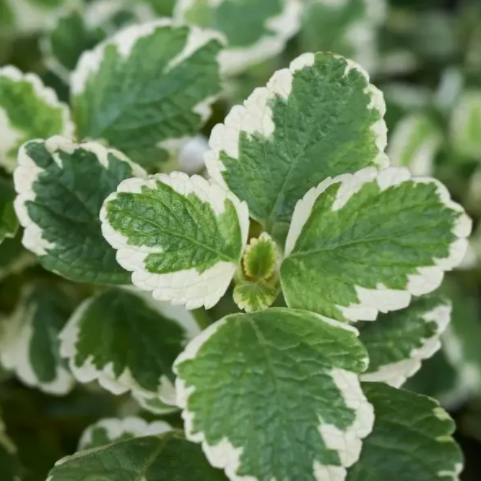 komarzyca variegata