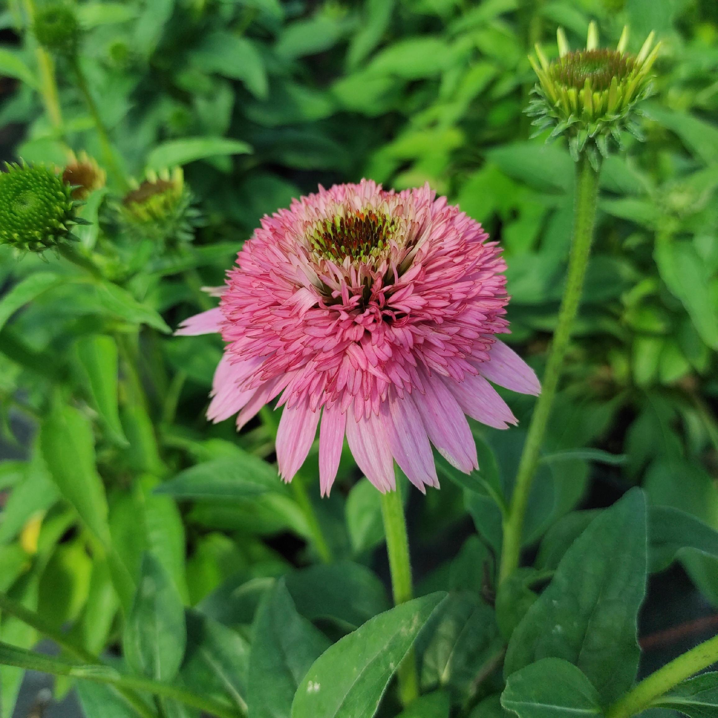 4a2fd192b974c56e27c2f3cc69fbb630.jpg