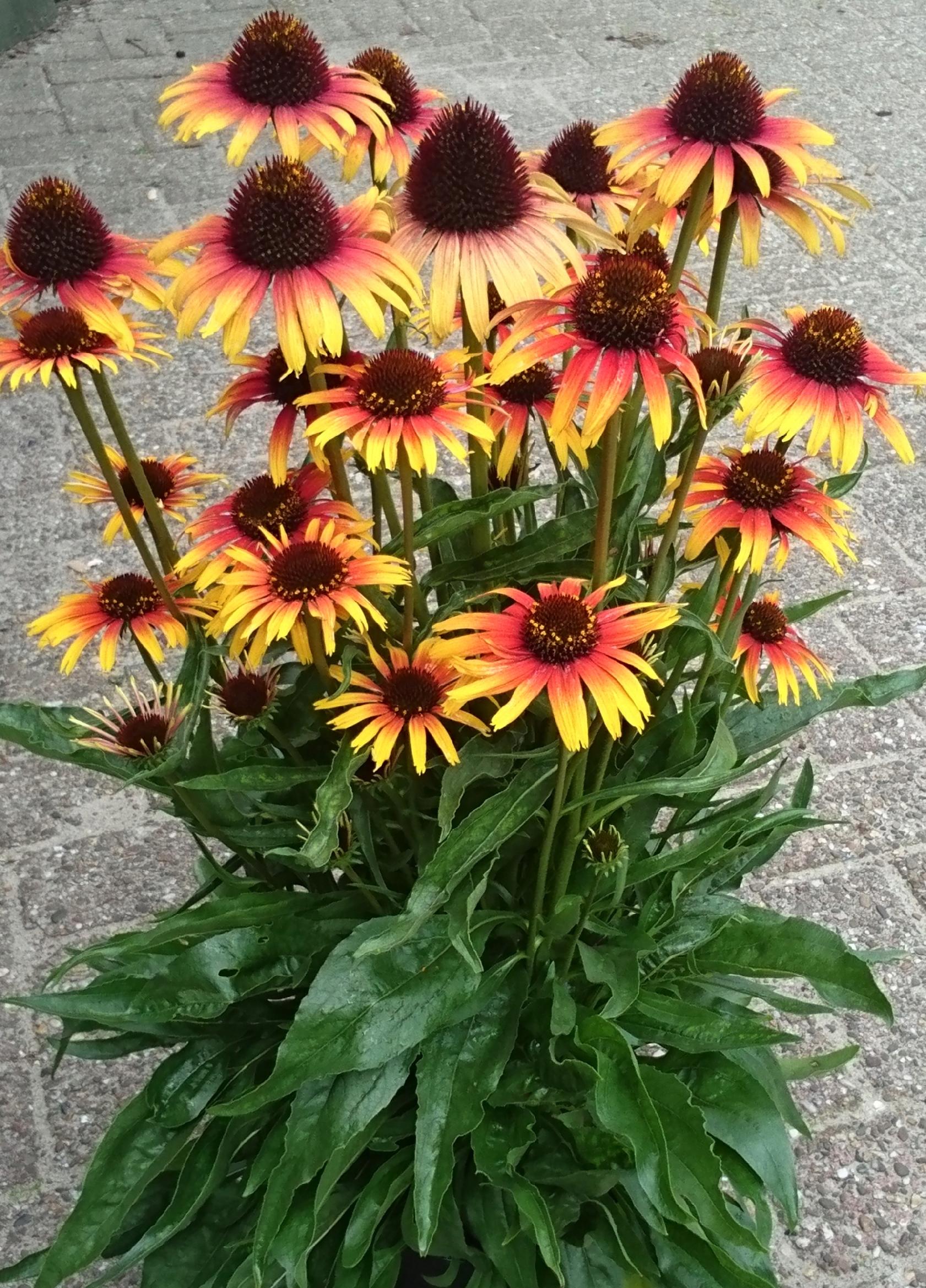 5d2e90db6cf6efd7271d345672edafaf.jpg