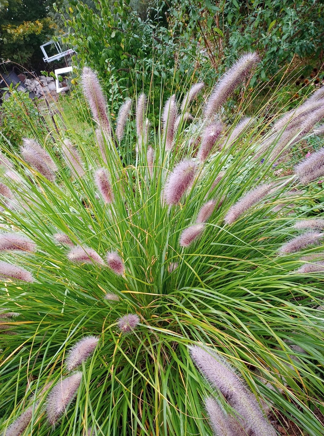 2224b2ae8fa6c61f73f3cf695a8a3a34.jpg